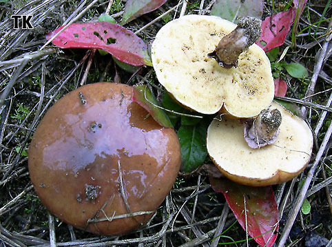 Suillus luteus