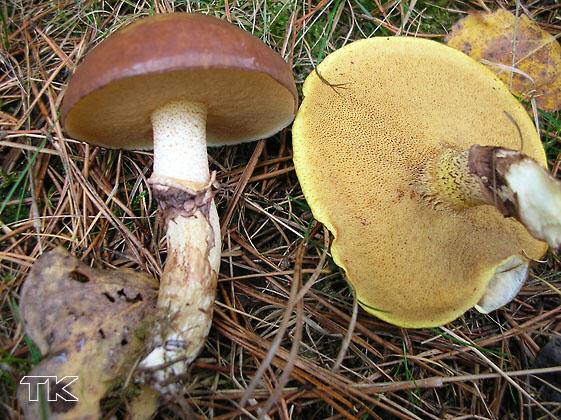 Suillus luteus