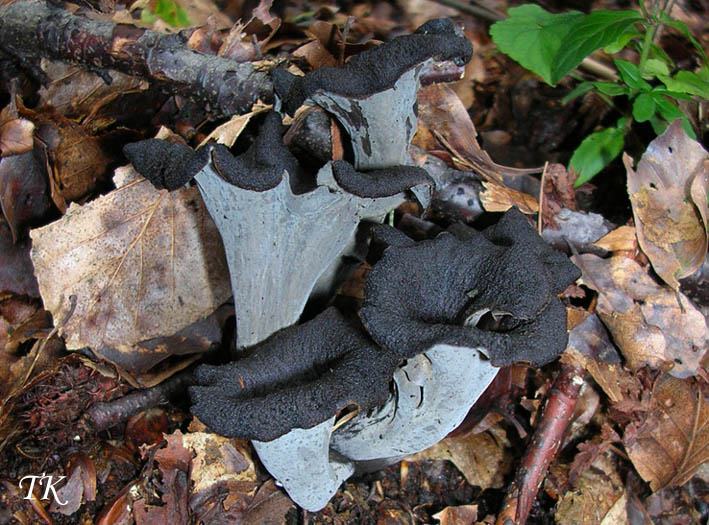 Craterellus cornucopioides