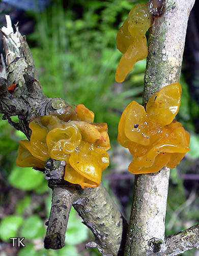 Tremella mesenterica