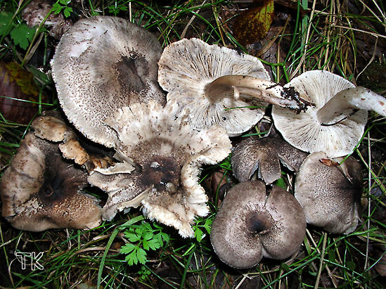 Schwarzschuppiger Ritterling