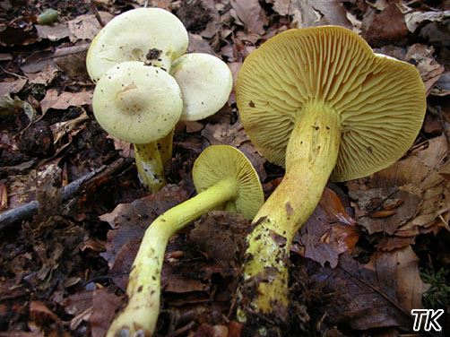 Tricholoma sulphureum