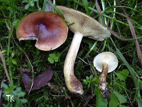 Tricholoma fulvum