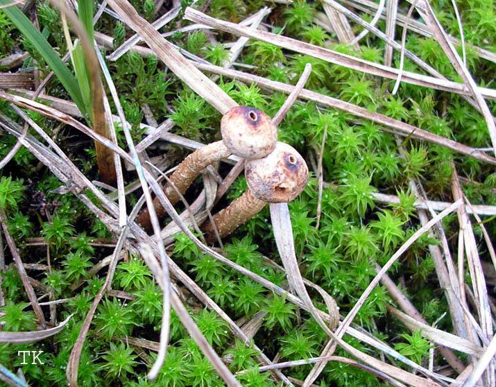 Tulostoma melanocyclum