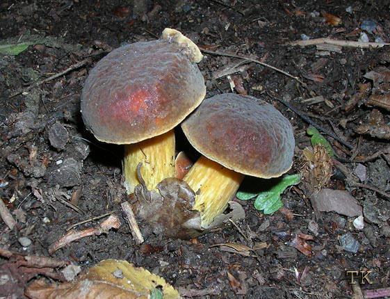 Xerocomus pruinatus