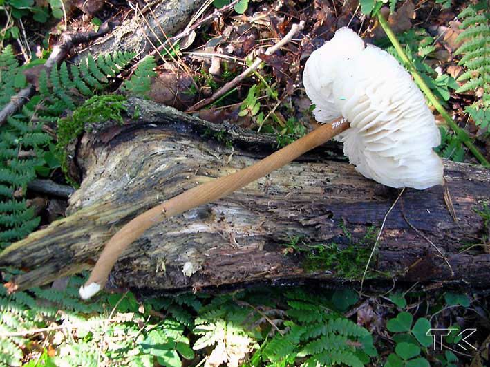 Xerula pudens