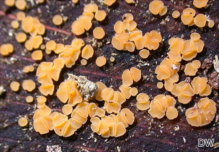 Bisporella subpallida
