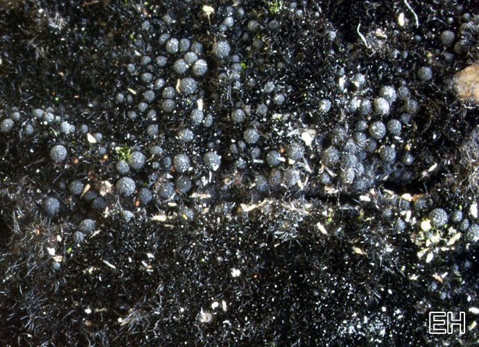 Chaetosphaerella phaeostroma