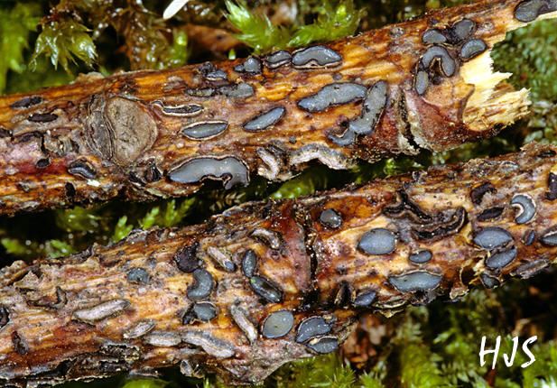 Colpoma quercina