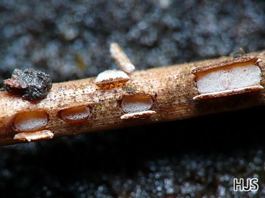 Cyclaneusma niveum