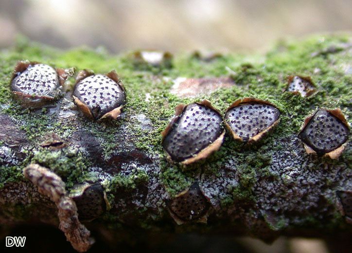 Diatrype disciformis