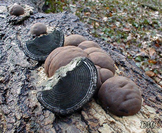 Daldinia concentrica