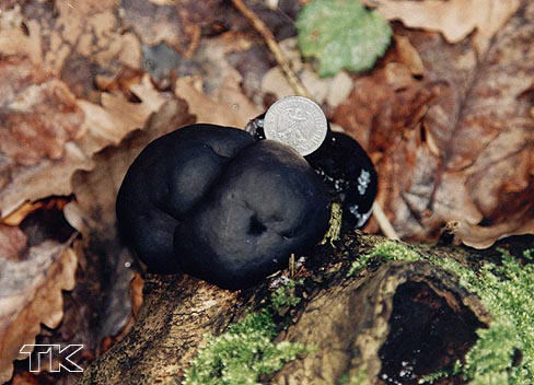 Daldinia concentrica
