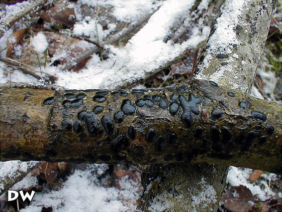 Diatrype bullata 