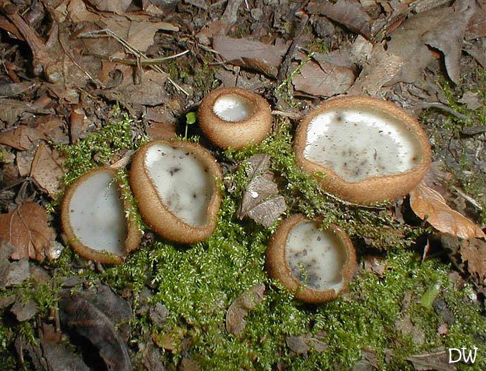 Humaria hemisphaerica