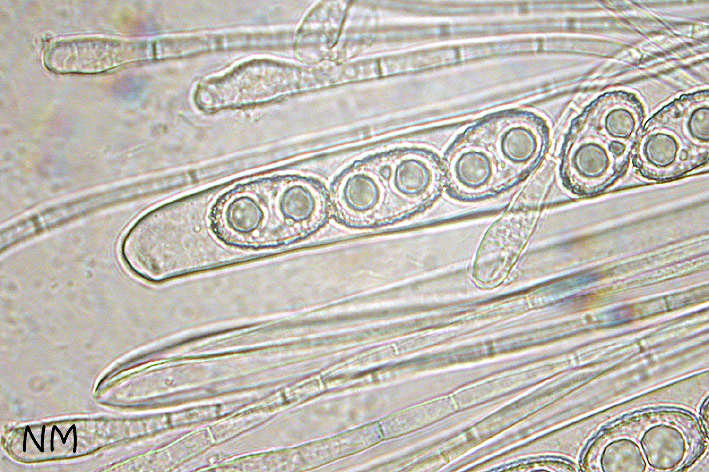Humaria hemisphaerica