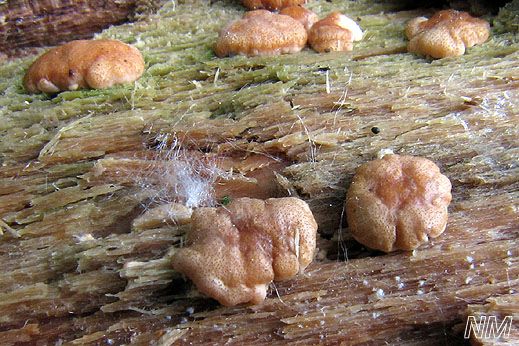 Hypocrea rufa