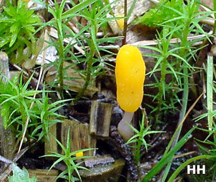 Mitrula paludosa