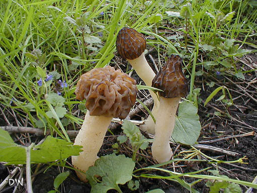 Morchella gigas