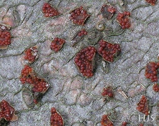Nectria coccinea 