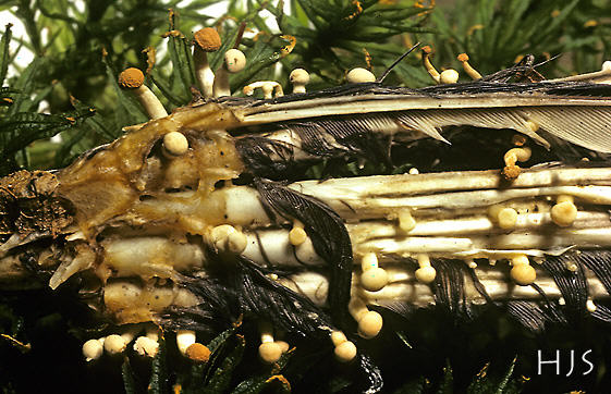 Onygena corvina