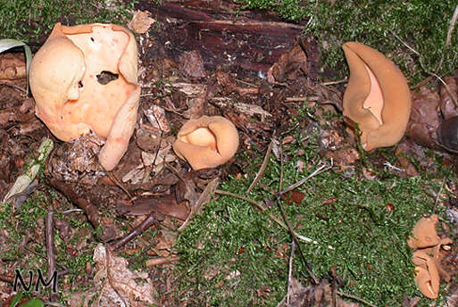 Otidea onotica