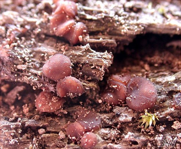 Pachyella babingtonii