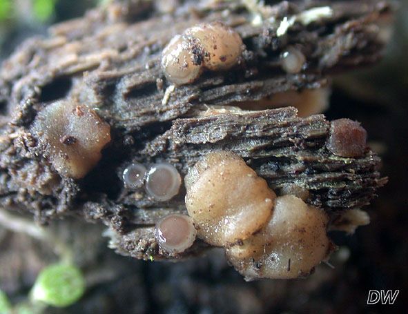 Pachyella babingtonii