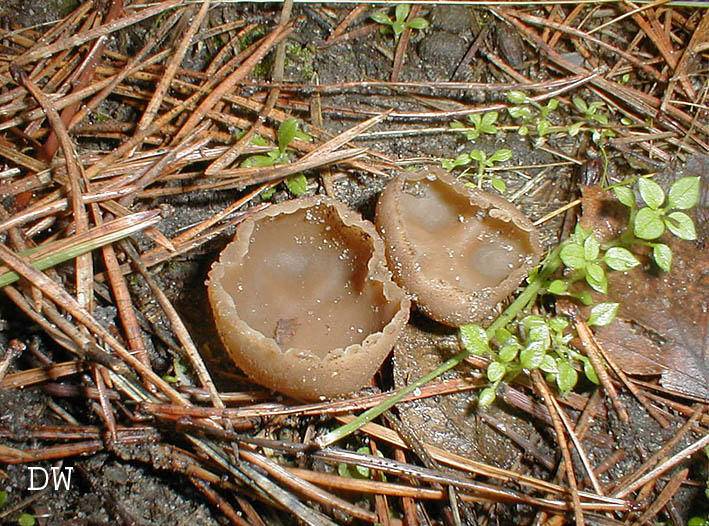 Peziza granulosa