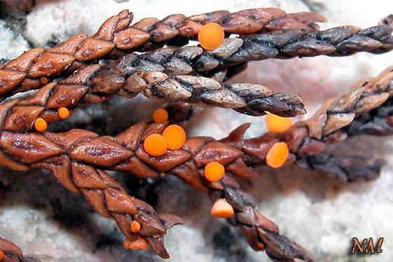 Pithya cupressina
