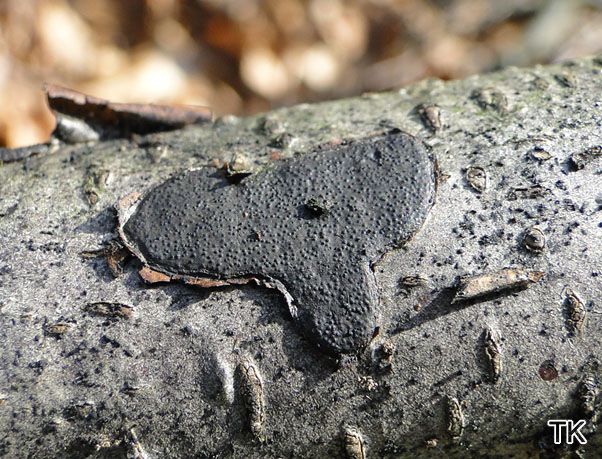 Biscogniauxia nummularia