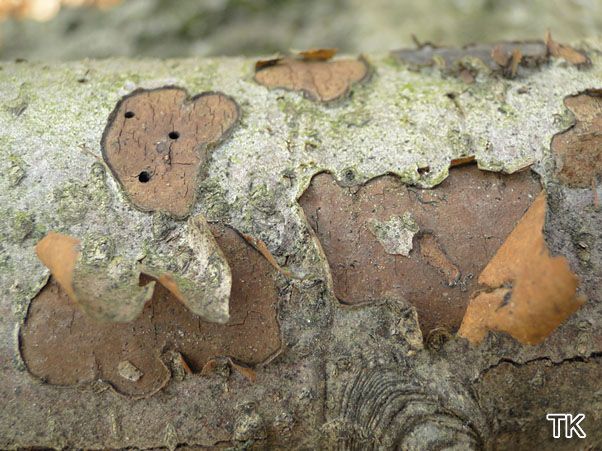 iscogniauxia nummularia