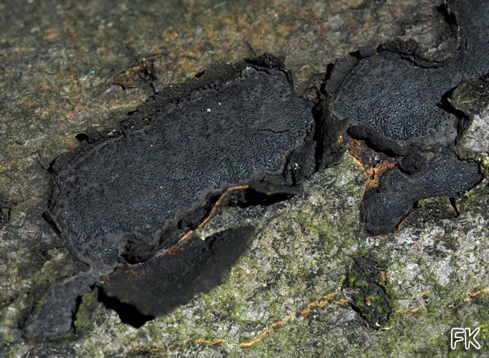 Biscogniauxia mediterranea