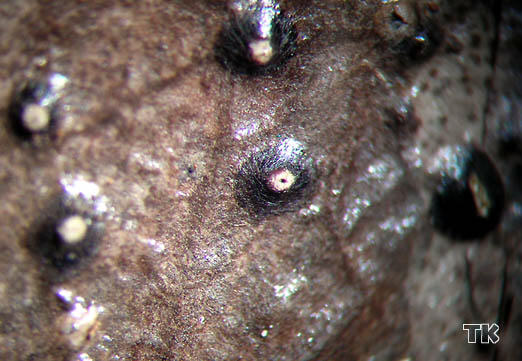Ceuthospora phacidioides