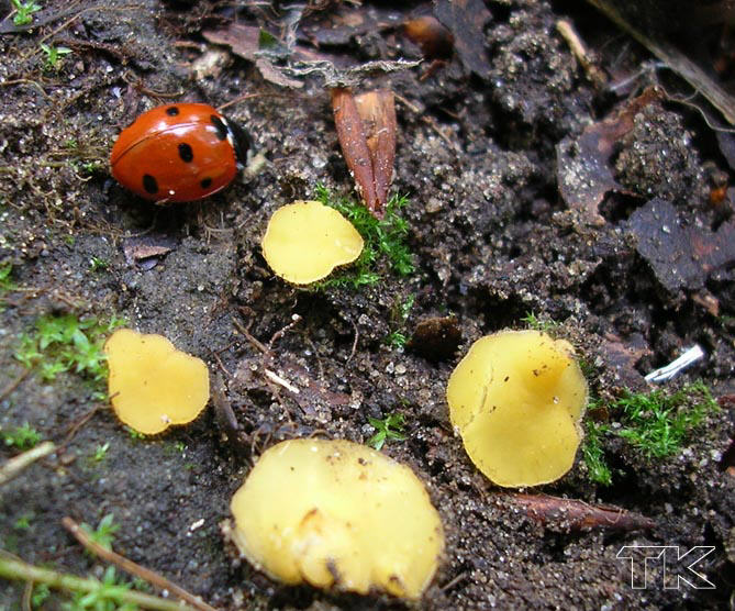 Cheilymenia vitellina