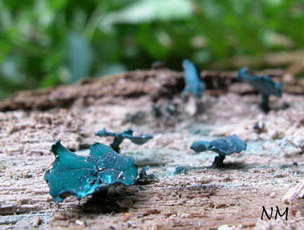 Chlorociboria aeruginascens