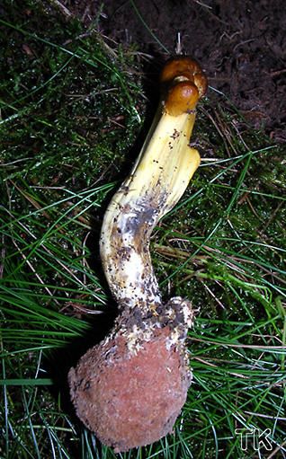 Kopfige Kernkeule - Cordyceps capitata