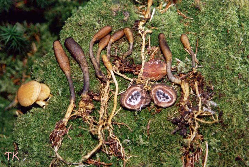 Cordyceps ophioglossoides