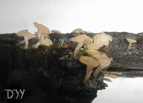 Wasserkreisling - Cudoniella clavus