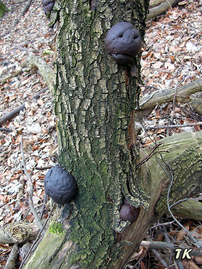 Daldinia concentrica
