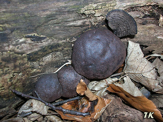 Daldinia concentrica