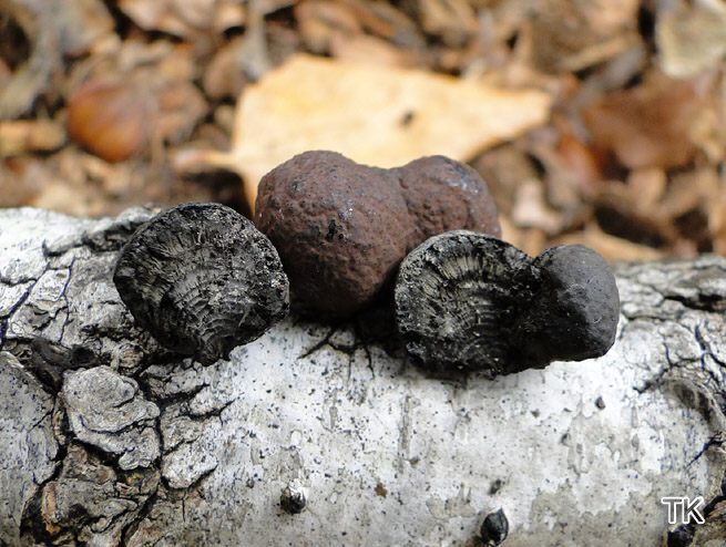 Daldinia childiae