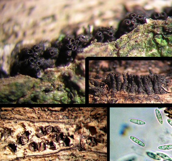 Diaporthe oncostoma