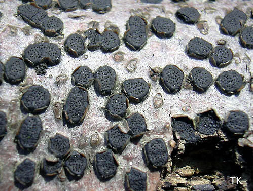 Buchen-Eckenscheibchen - Diatrype disciformis