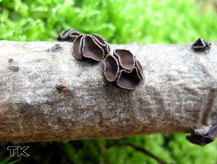 Encoelia fascicularis