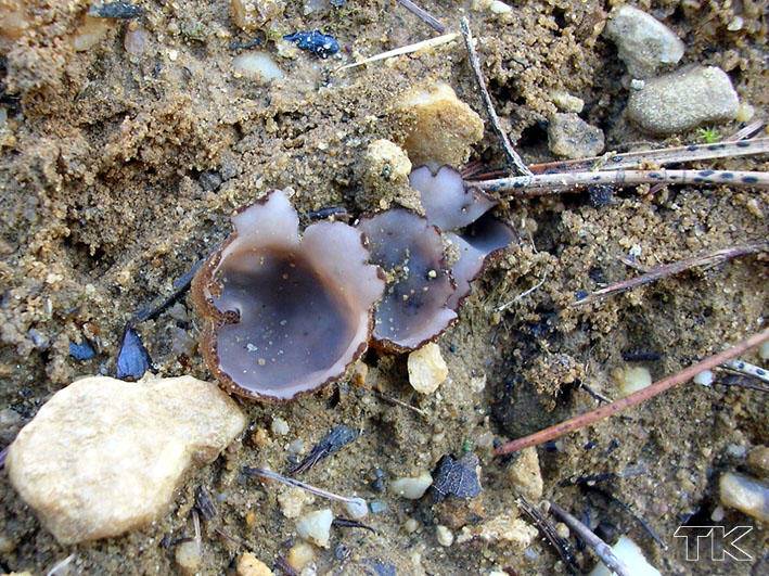 Geopora arenicola