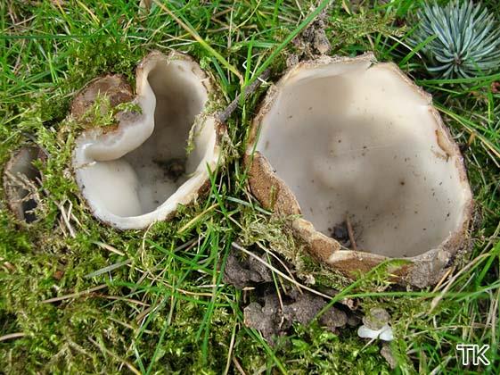 Geopora sumneriana 