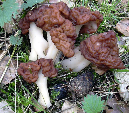 Frühjahrslorchel - Gyromitra esculenta