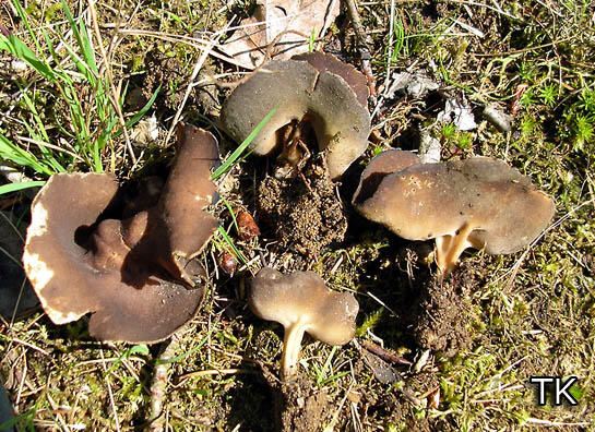 Helvella queletii