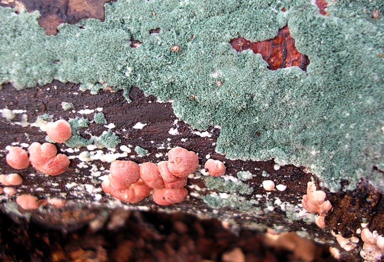 Hypocrea rufa